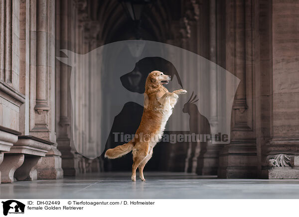 female Golden Retriever / DH-02449