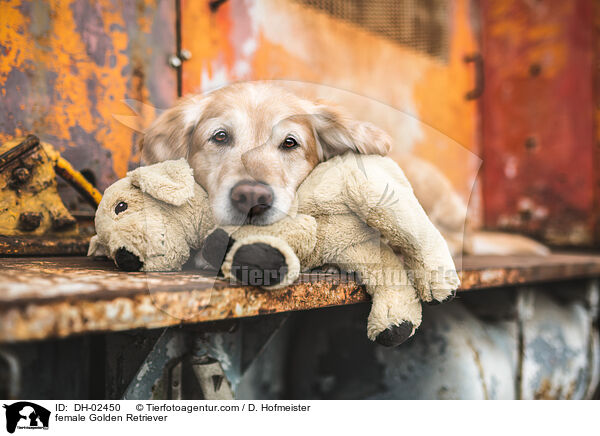 Golden Retriever Hndin / female Golden Retriever / DH-02450