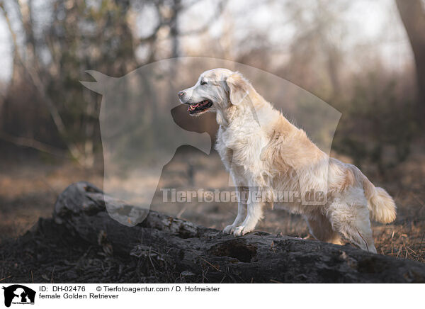 female Golden Retriever / DH-02476