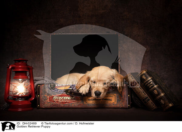 Golden Retriever Puppy / DH-02489