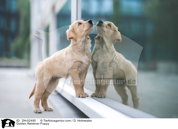 Golden Retriever Welpe / Golden Retriever Puppy / DH-02495