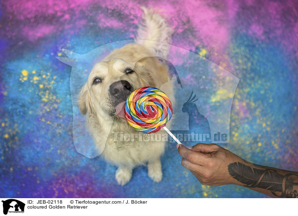 bunter Golden Retriever / coloured Golden Retriever / JEB-02118