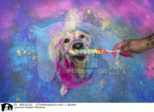 bunter Golden Retriever / coloured Golden Retriever / JEB-02120