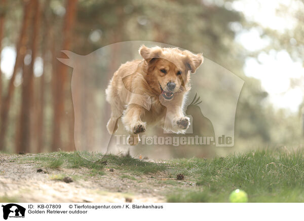 Golden Retriever daren / Golden Retriever outdoor / KB-07809