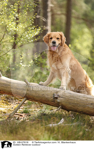 Golden Retriever outdoor / KB-07818