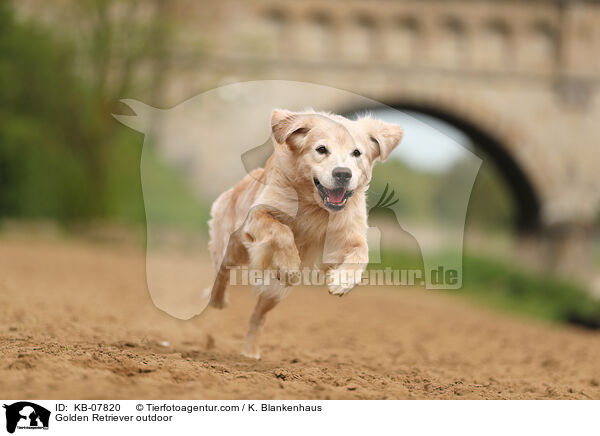 Golden Retriever daren / Golden Retriever outdoor / KB-07820