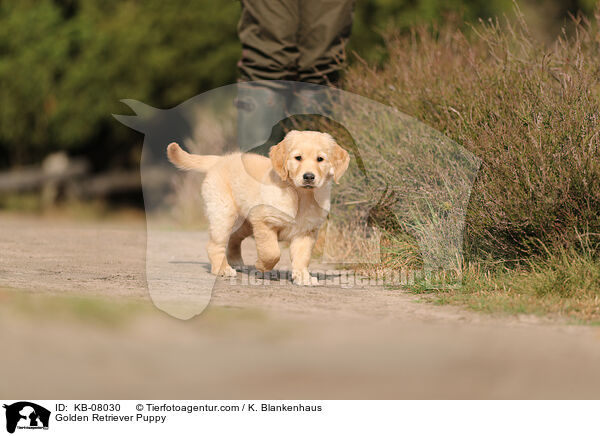 Golden Retriever Puppy / KB-08030