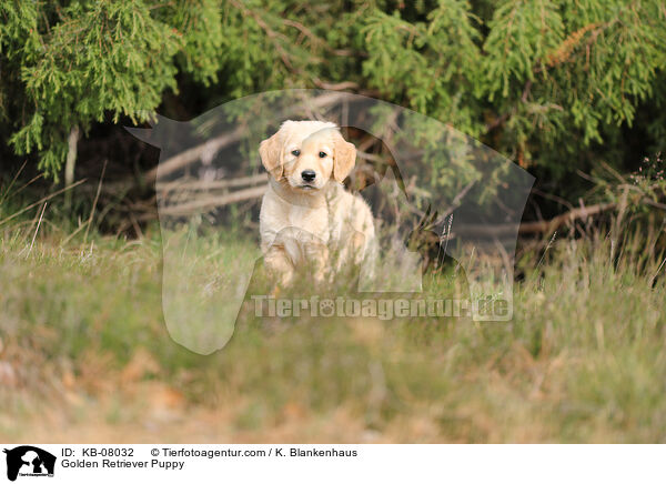 Golden Retriever Welpe / Golden Retriever Puppy / KB-08032