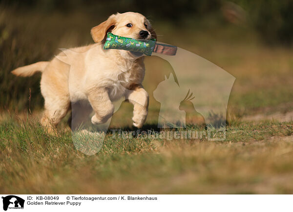Golden Retriever Puppy / KB-08049