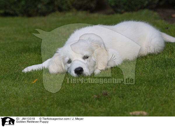 Golden Retriever Welpe / Golden Retriever Puppy / JM-13318