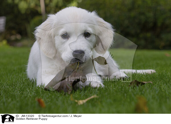 Golden Retriever Welpe / Golden Retriever Puppy / JM-13320