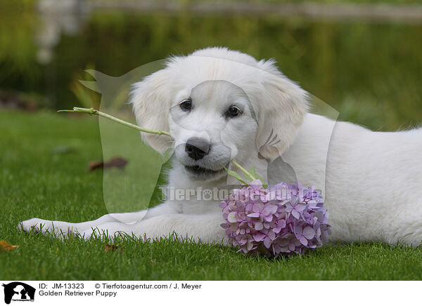 Golden Retriever Welpe / Golden Retriever Puppy / JM-13323