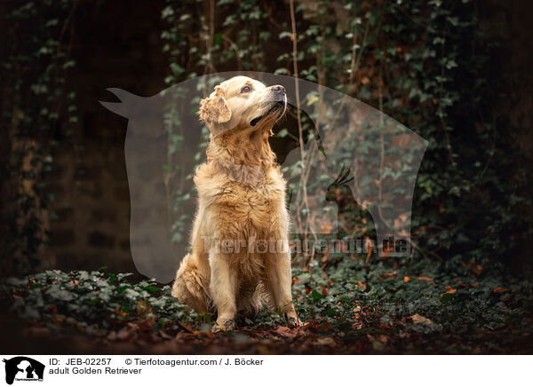 ausgewachsener Golden Retriever / adult Golden Retriever / JEB-02257