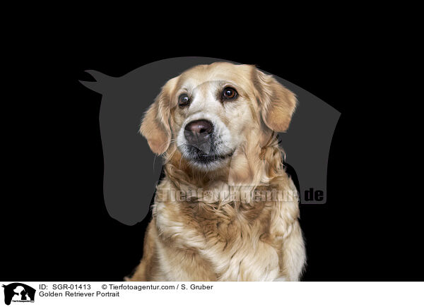 Golden Retriever Portrait / Golden Retriever Portrait / SGR-01413