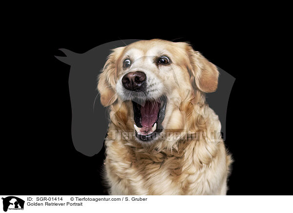 Golden Retriever Portrait / Golden Retriever Portrait / SGR-01414