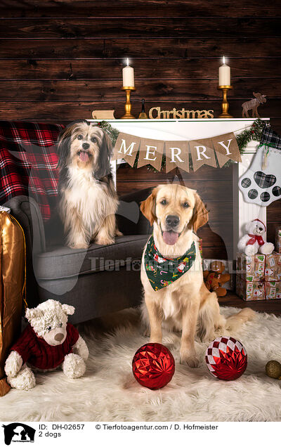 2 Hunde / 2 dogs / DH-02657