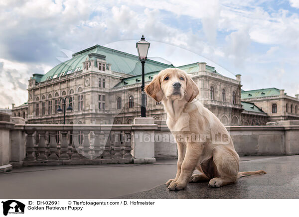 Golden Retriever Welpe / Golden Retriever Puppy / DH-02691