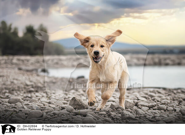 Golden Retriever Welpe / Golden Retriever Puppy / DH-02694