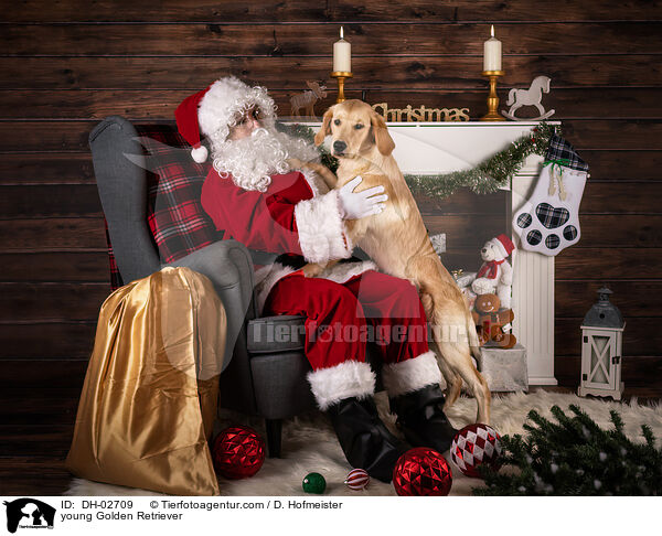 junger Golden Retriever / young Golden Retriever / DH-02709