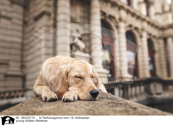 young Golden Retriever / DH-02714
