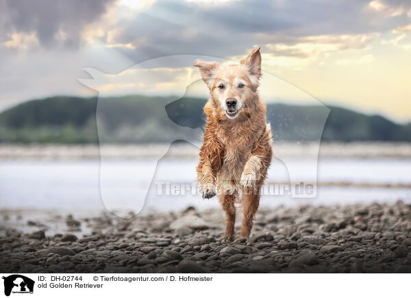 alter Golden Retriever / old Golden Retriever / DH-02744