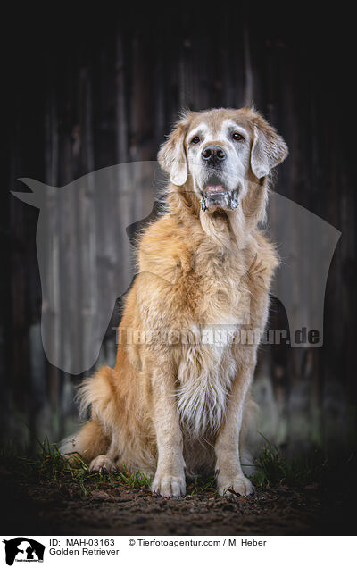 Golden Retriever / Golden Retriever / MAH-03163