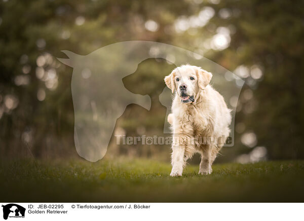 Golden Retriever / JEB-02295