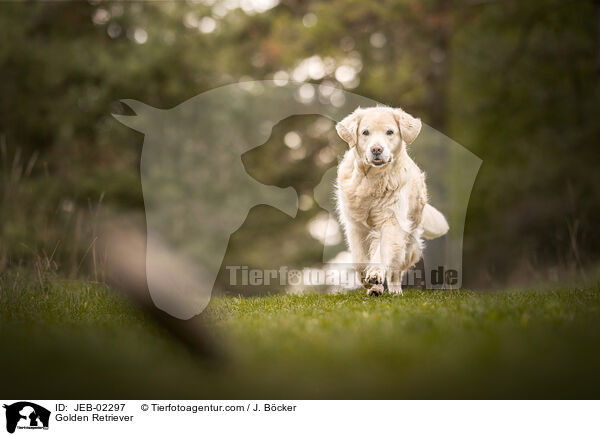 Golden Retriever / JEB-02297