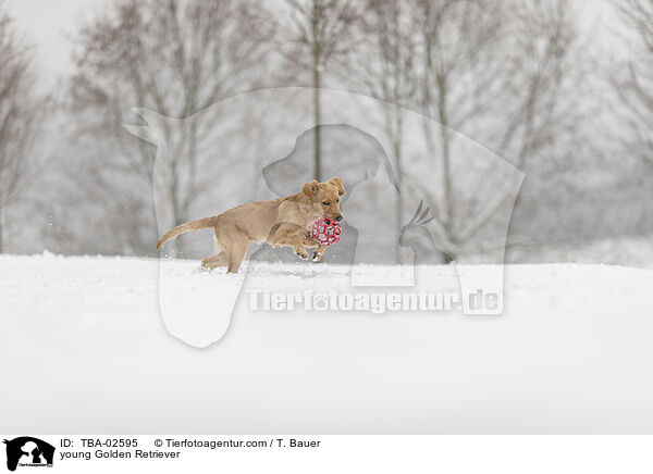 junger Golden Retriever / young Golden Retriever / TBA-02595
