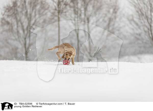 junger Golden Retriever / young Golden Retriever / TBA-02596