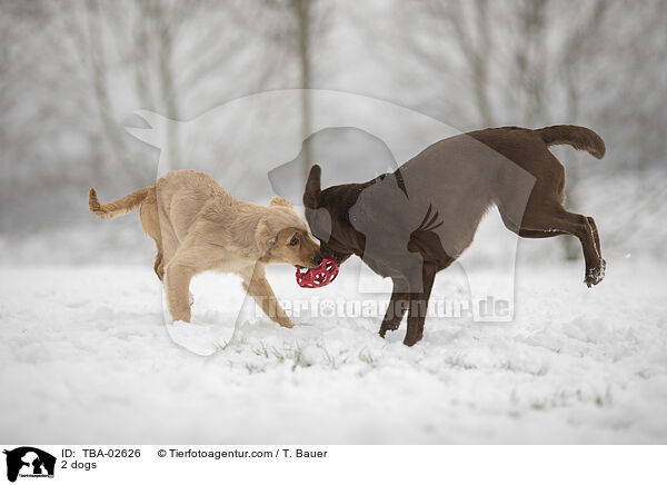2 Hunde / 2 dogs / TBA-02626