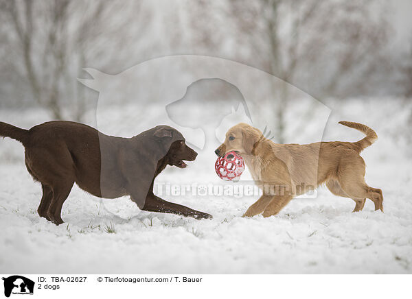 2 dogs / TBA-02627