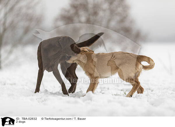 2 dogs / TBA-02632