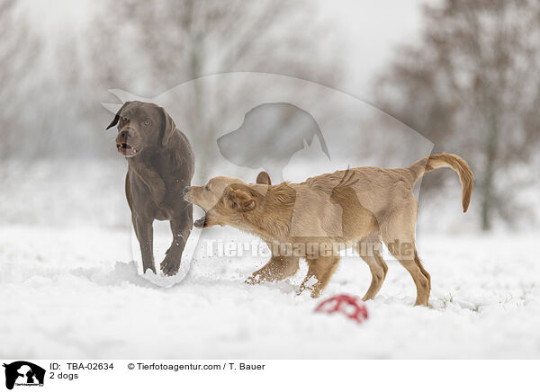 2 Hunde / 2 dogs / TBA-02634