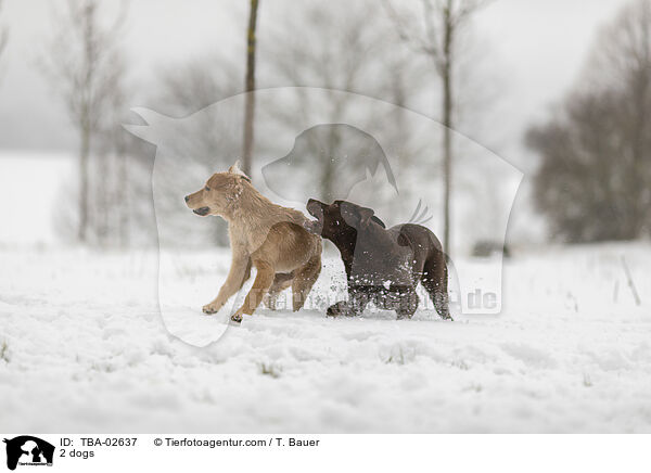 2 dogs / TBA-02637