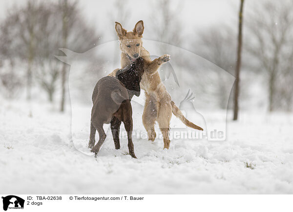 2 dogs / TBA-02638