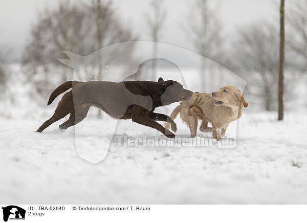 2 dogs / TBA-02640