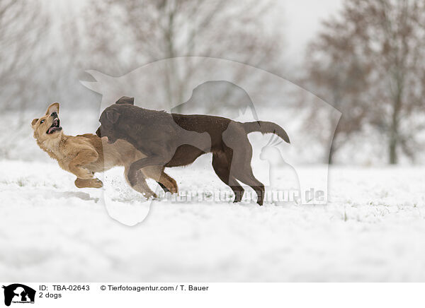 2 dogs / TBA-02643