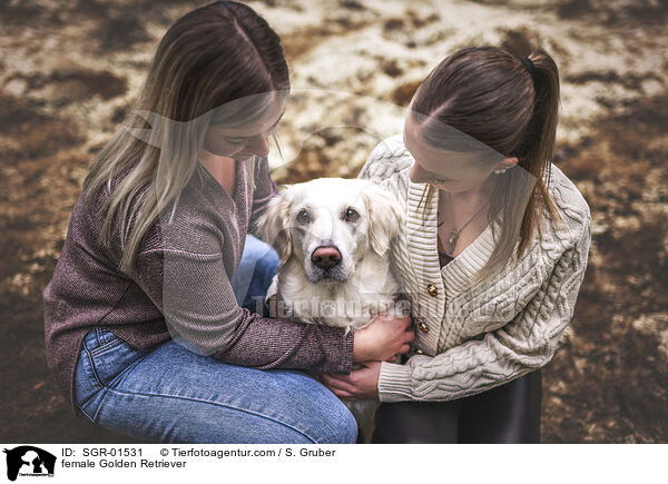 Golden Retriever Hndin / female Golden Retriever / SGR-01531