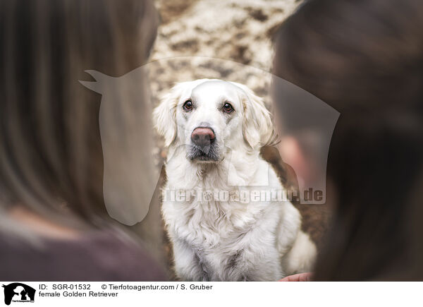Golden Retriever Hndin / female Golden Retriever / SGR-01532