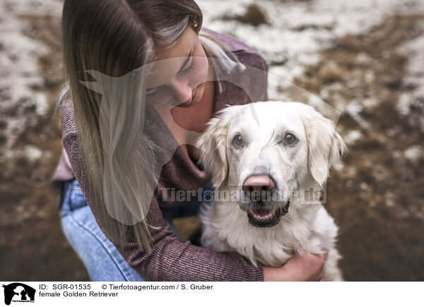 Golden Retriever Hndin / female Golden Retriever / SGR-01535