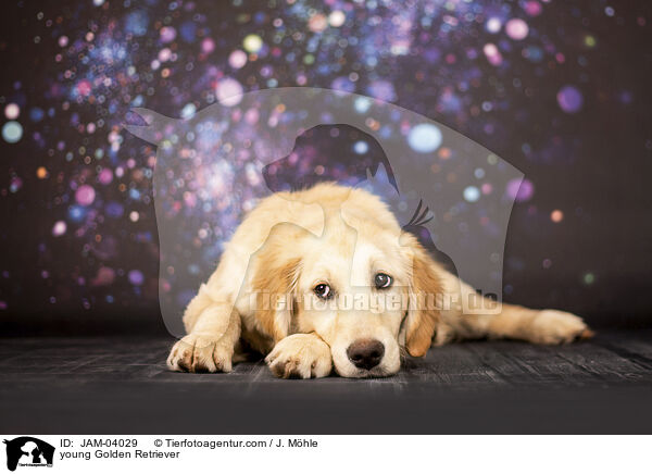 junger Golden Retriever / young Golden Retriever / JAM-04029