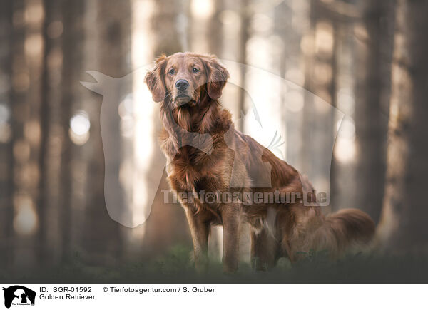 Golden Retriever / Golden Retriever / SGR-01592