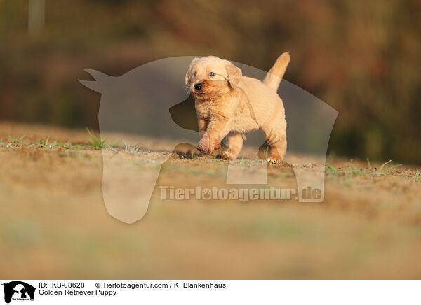 Golden Retriever Puppy / KB-08628