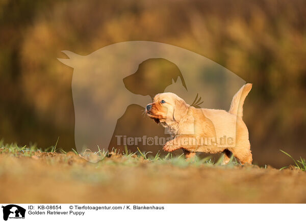 Golden Retriever Puppy / KB-08654