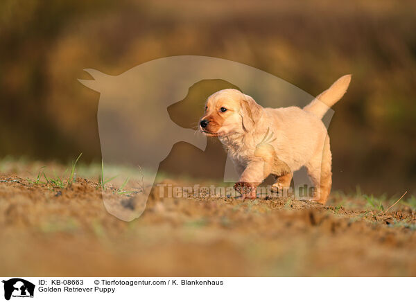 Golden Retriever Puppy / KB-08663