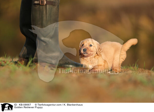 Golden Retriever Welpe / Golden Retriever Puppy / KB-08667