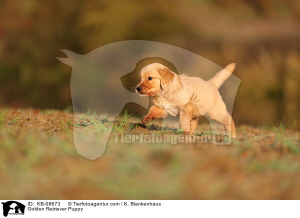 Golden Retriever Puppy / KB-08673