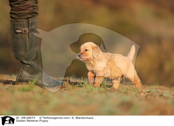 Golden Retriever Welpe / Golden Retriever Puppy / KB-08674