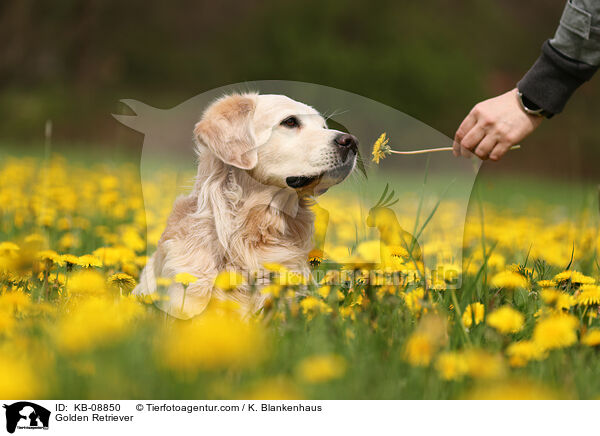 Golden Retriever / KB-08850